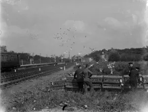 Hobby Prints: Pigeons are released at the start of their race home. 1935