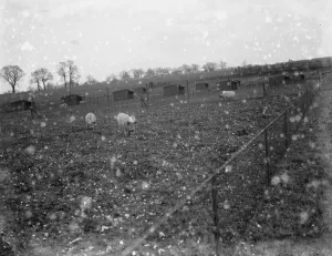 Fence Prints: Pigs out in the field at Tripes pig farm, Orpington, Kent. 1936