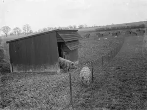 Fence Prints: Pigs out in the fields at Tripes pig farm at Orpington in Kent. 1936