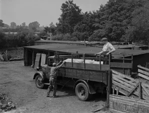 Farmer Prints: Pigs on the back of a Hales and Sons Contractors lorry at Hales Pig Farm in Footscray
