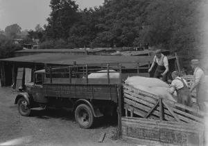 Farmer Prints: Pigs being herded onto the back of a G Hales and Sons contractor lorry at Hales Pig