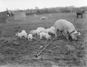 Pig Farm Prints: Pigs at Homewoods Farm in Seal, Kent. A sow, tethered to the ground, rummages