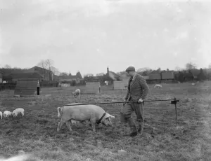Pig Farm Prints: Pigs at Homewoods Farm in Seal, Kent. Farmer stands next to tethered sow. 1937