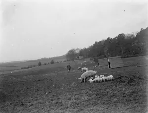 Pig Farm Prints: Pigs at Homewoods Farm in Seal, Kent. 1937