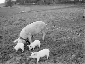 Pigs at Homewoods Farm in Seal, Kent. 1937
