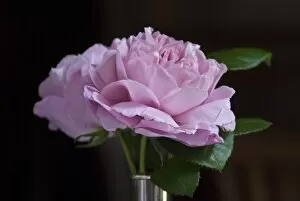 Leaves Collection: Pink garden rose against dark background indoors in silver vase credit: Marie-Louise
