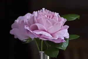 Roses Prints: Pink garden rose against dark background indoors in silver vase credit: Marie-Louise