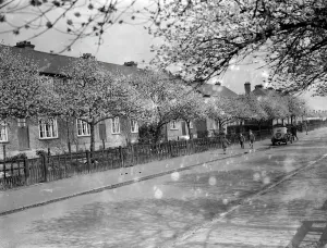 The pink walk. Blossom on the trees in Crayford, Kent. 1936