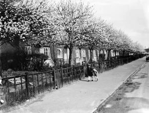 Terraced Prints: The pink walk. Blossom on the trees in Crayford, Kent. 1936