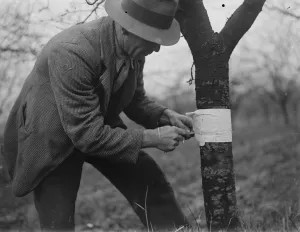 Fruit Prints: Placing sticking bands on trees. 1935