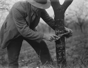 Placing sticking bands on trees. 1935