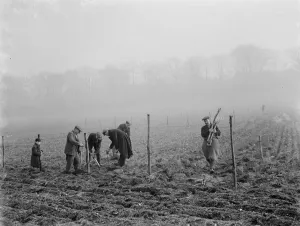 Planting mulberry trees for silkworms. 1936