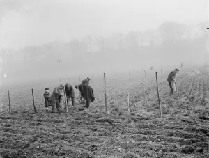Plant Prints: Planting mulberry trees for silkworms. 1936