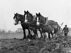 Pulling Prints: Plough team seen next to the bypass, Sidcup, England. 1936