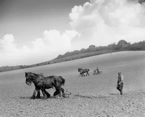 Ploughing Prints: Plough teams. England. 1939
