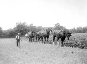 Memory Lane Prints: Ploughing in 1937