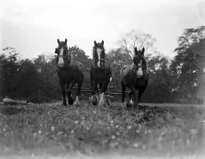 Ploughing with horses, furrowing. 1933