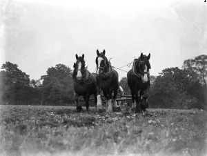 Ploughing with horses, furrowing. 1933
