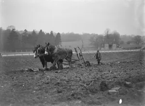 Heavy Horse Prints: Ploughing near bypass. 1935