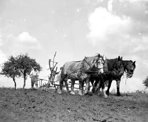 Plough Prints: Ploughing Scene. 1934