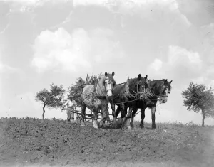 Ploughing Scene. 1934