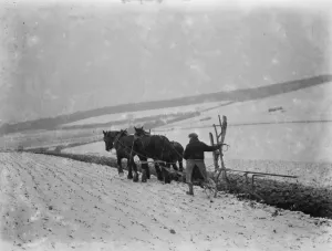 Horse Drawn Prints: Ploughing in snow on a field in Sevenoaks, Kent. 1937