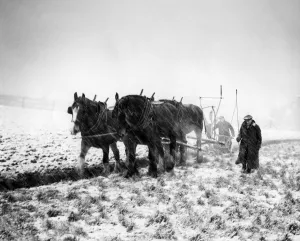 Teamwork Prints: Ploughing in a snowstorm when Britain needed food - January 1947 A TopFoto