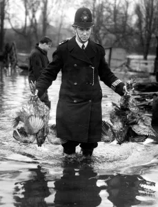Rescue Prints: Police rescue poultry from poultry farms in the flooded area of the Thames in Kent