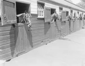 Clubs Prints: Polo pony show at The Hurlingham Club, London