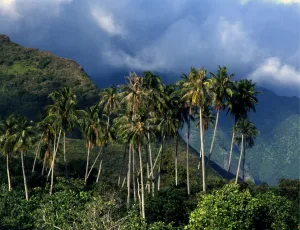 Polynesia Tahiti Moorea