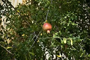Grow Collection: Pomegranate hanging in tree in southern Cyprus credit: Marie-Louise Avery / thePictureKitchen