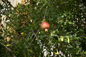 Grow Prints: Pomegranate hanging in tree in southern Cyprus credit: Marie-Louise Avery / thePictureKitchen