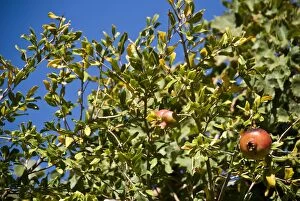 Leaves Collection: Pomegranates growing in trees in southern Cyprus, against bright blue sky credit