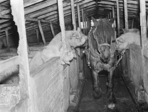 Fence Prints: The pony pulling the food cart running the gauntlet of hungry sows in the pig stye