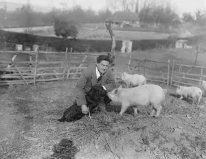 Popular Actorss Farm Mr Henry Ainley devotes his spare time on his farm at Chart Lodge