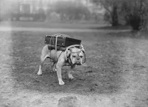 A very portable wireless This typical bull dog is quite contented with his equipment