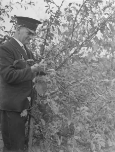 Quirky Prints: Postman Mr A Cooling up a tree, in Chislehurst, Kent picking pulms