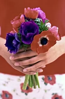 Bunch Collection: Posy of red, pink and mauve anemones held in hands credit: Marie-Louise Avery /