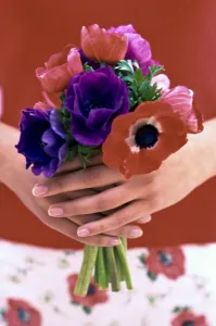 Bunch Prints: Posy of red, pink and mauve anemones held in hands credit: Marie-Louise Avery /