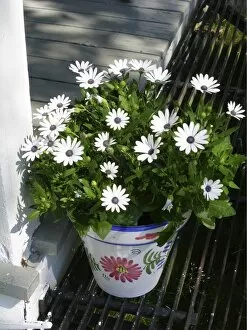 Daisies Collection: Pot of African daisies on step of summer cottage. Varmland, Sweden credit: Marie-Louise