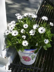 Daisies Prints: Pot of African daisies on step of summer cottage. Varmland, Sweden credit: Marie-Louise
