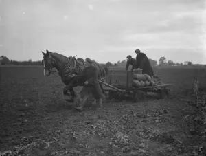 Potato demonstration, Cottons farm. Taking the sack of potatoes away. 6 July 1936