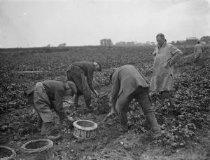 Potato demonstration Mr A G Batchelors, Cottons farm. 6 July 1936