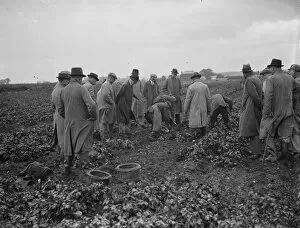 Harvest Collection: Potato demonstration Mr A G Batchelors, Cottons farm. 6 July 1936