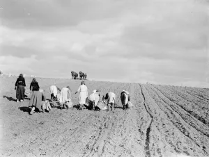 Picking Prints: Potato pickers in St Mary Cray, Kent. 1938