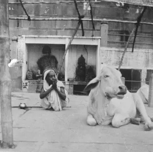Indian Prints: Praying to a holy cow. A curious snapshot from Benares in India, showing a Hindu