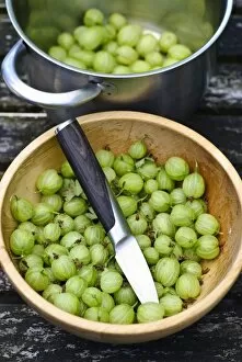 Berries Collection: Preparing fresh homegrown gooseberries for cooking credit: Marie-Louise Avery /