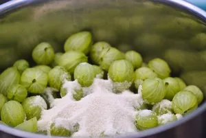 Preparing fresh homegrown gooseberries for cooking credit: Marie-Louise Avery /