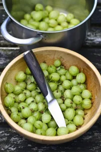 Knife Prints: Preparing fresh homegrown gooseberries for cooking credit: Marie-Louise Avery /