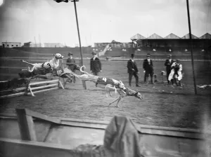 Preparing for the opening of the new greyhound racing track at Harringay. Taking